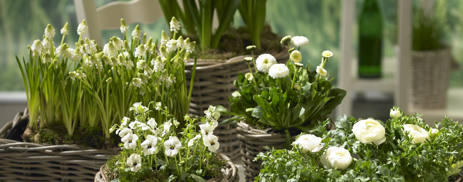 Gartencenter Pflanzen für Innen und Außen aus Eschwege