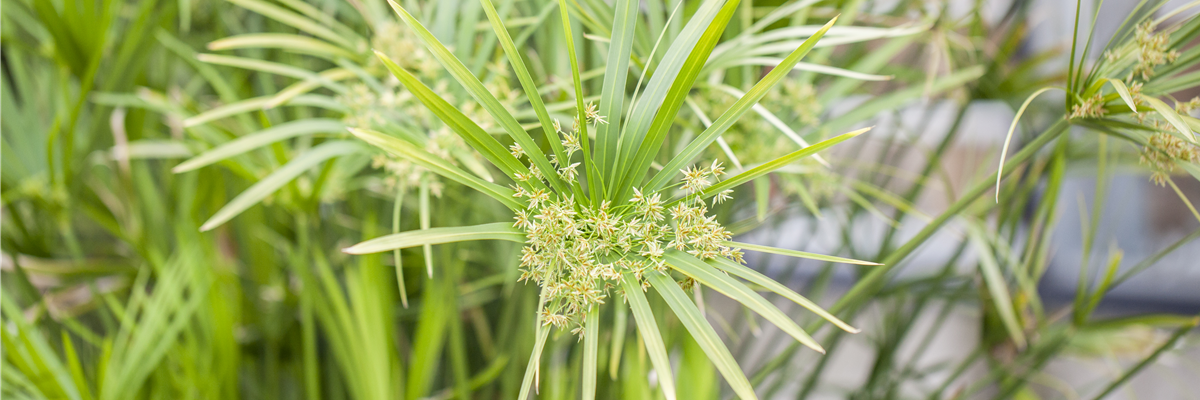 Cyperus alternifolius