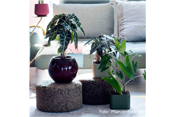 IN DIE TöPFE, FERTIG, LOS!