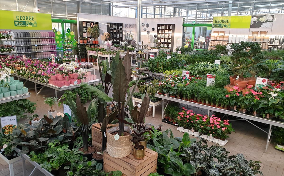 Zimmerpflanzen - Blätter und Blüten