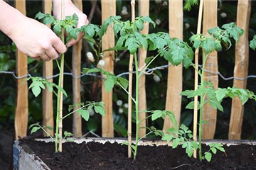 Cherrytomaten - Einpflanzen im Hochbeet