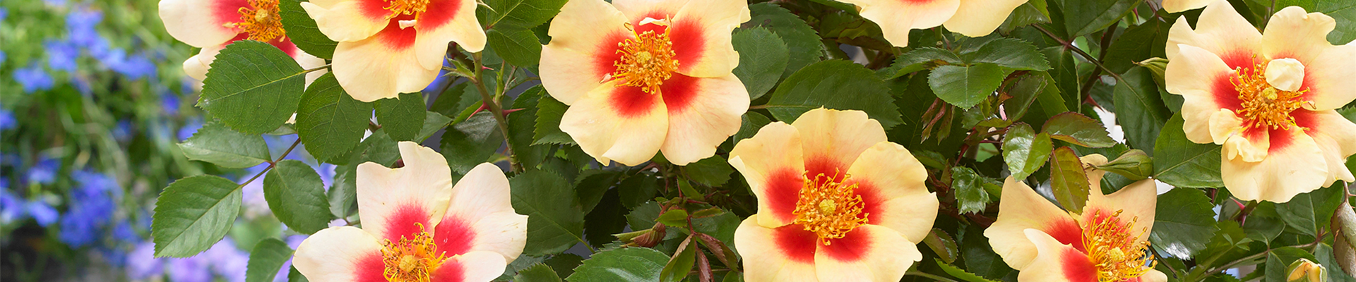 INSEKTENFREUNDLICHER ROSENGARTEN!