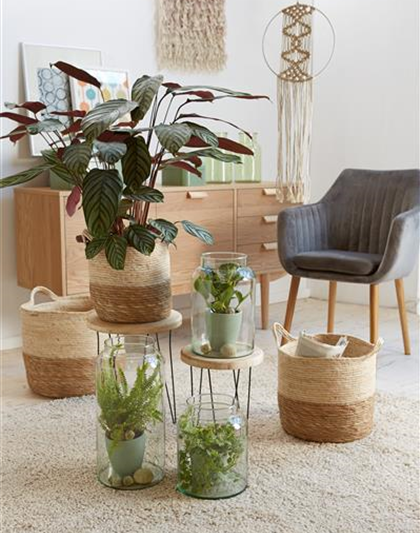 RAUMKLIMA MIT ZIMMERPFLANZEN!