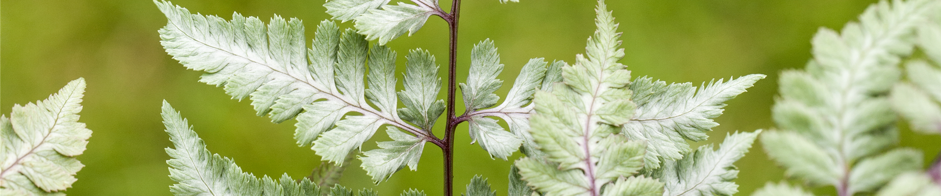 Athyrium niponicum var. pictum 'Silver Falls'