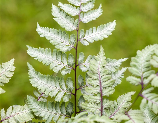 PFLANZEN IM BADEZIMMER!