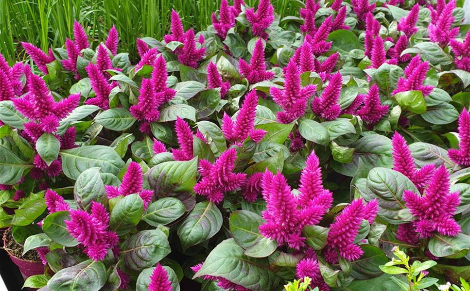 Exotische Schönheiten