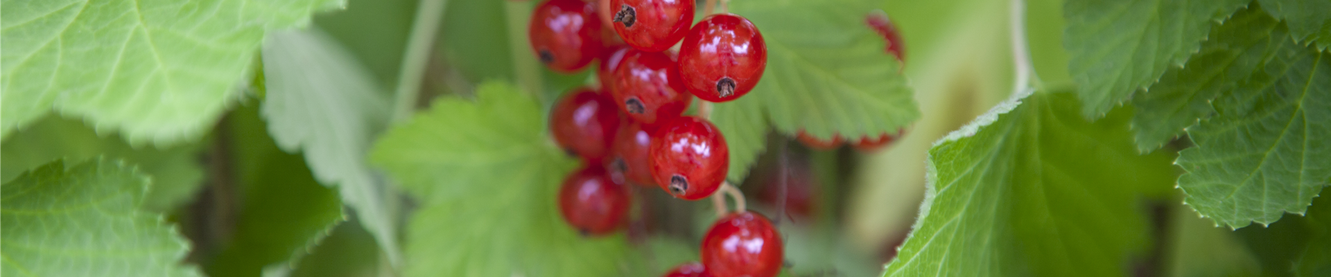 Ribes rubrum