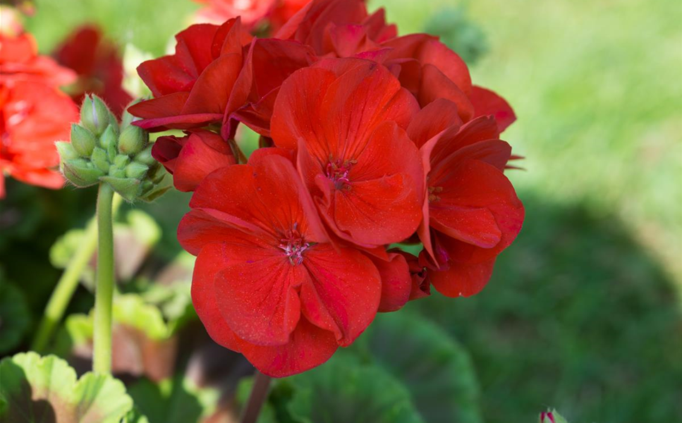Jetzt ist Gartenzeit!