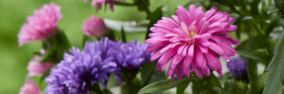 ASTER