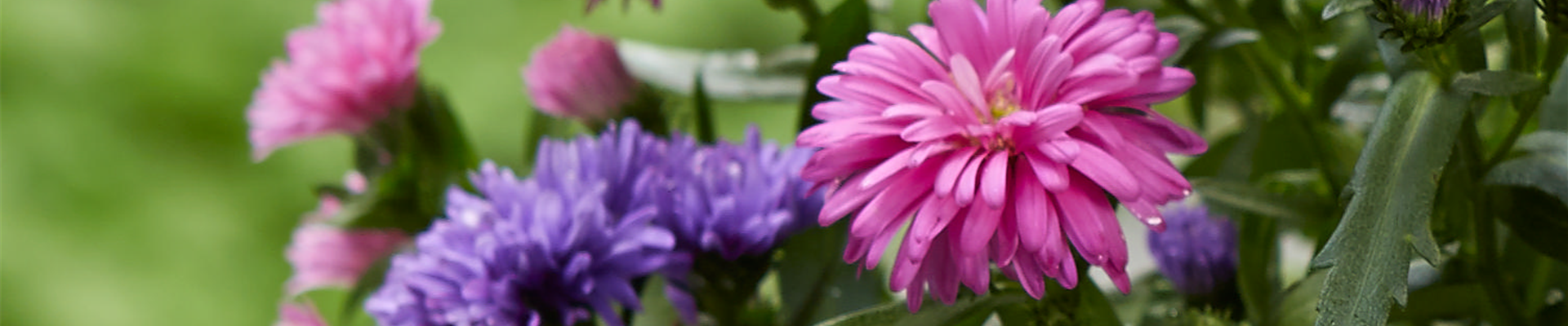 ASTER