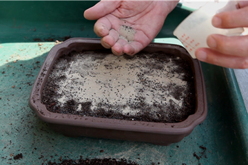 Basilikum - Aussäen von Samen