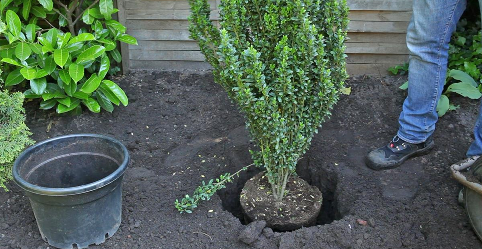 Stechpalme - Einpflanzen im Garten