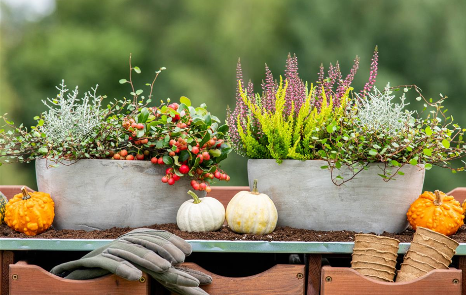 Pflanzgefäße im Herbst - Ambiente