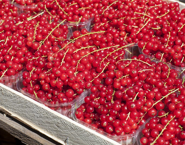 GäRTEN FüR NASCHKATZEN