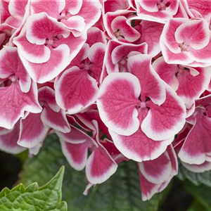BAUERNHORTENSIE