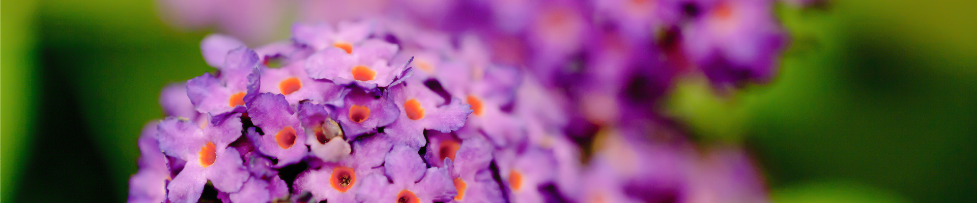 Buddleja davidii