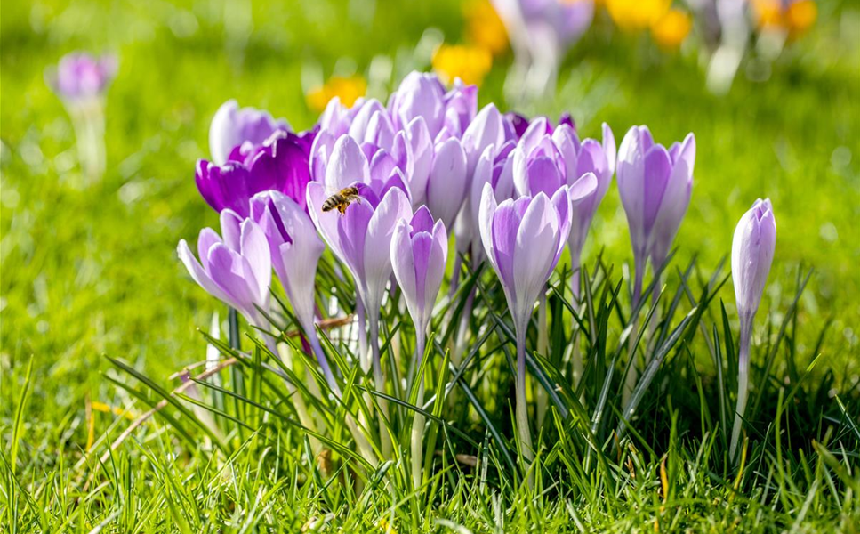 Frühlingsgruß aus unserem Gartencenter 🌸