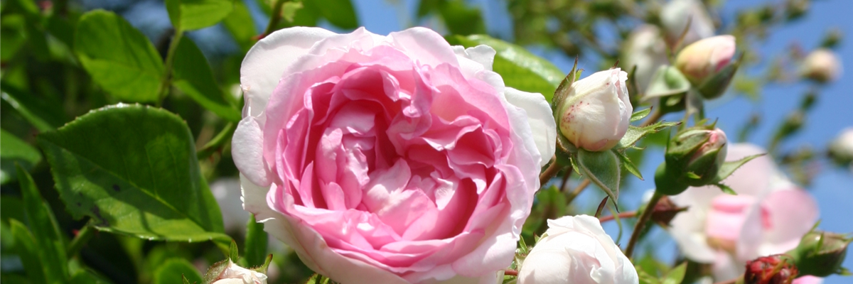 WER IST DIE SCHöNSTE IM LAND?