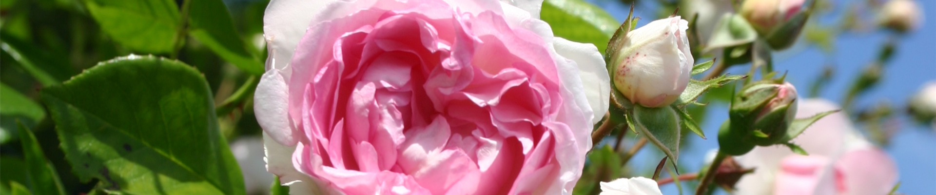 WER IST DIE SCHöNSTE IM LAND?