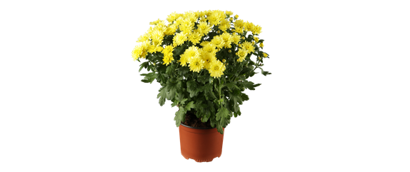 EIN KUNTERBUNTER HERBST!