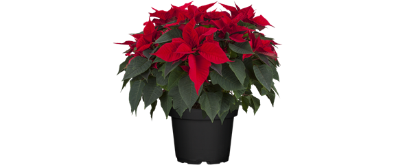 WEIHNACHTEN BEGINNT ZUHAUSE!