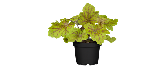 EIN KUNTERBUNTER HERBST!