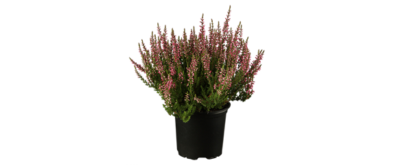 EIN KUNTERBUNTER HERBST!