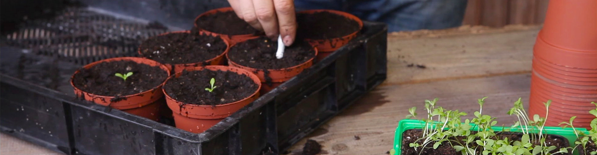 Zwergastern - Pikieren (thumbnail)