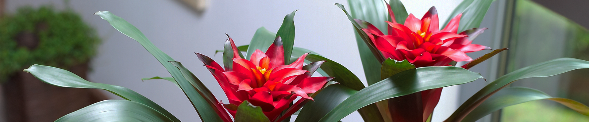 GUZMANIA - HYBRIDE