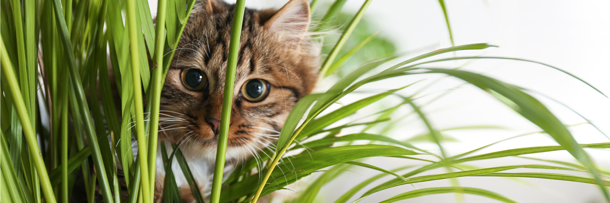 TIERFREUNDLICHE PFLANZEN FüR ALLE FELLNASEN!