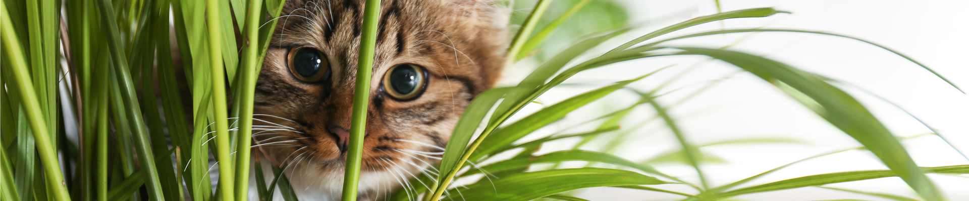 TIERFREUNDLICHE PFLANZEN FüR ALLE FELLNASEN!