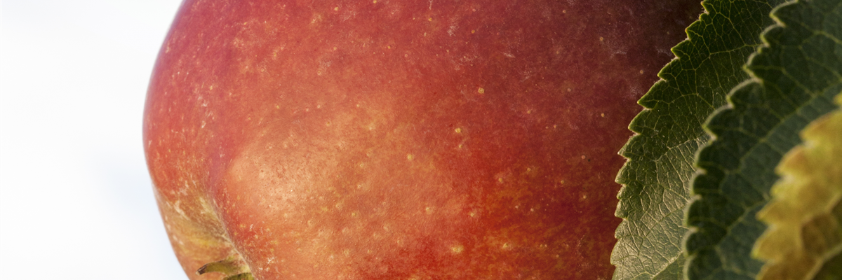 Malus domestica