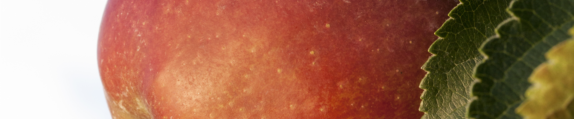 Malus domestica