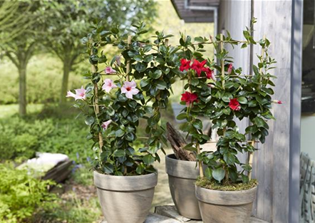 PFLANZE DES MONATS APRIL: DIPLADENIE