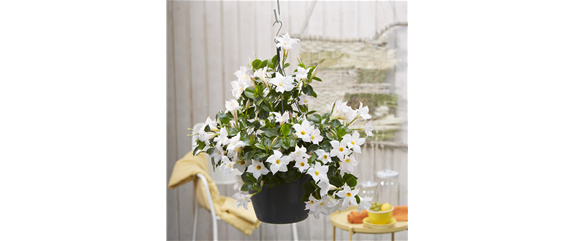 PFLANZE DES MONATS APRIL: DIPLADENIE