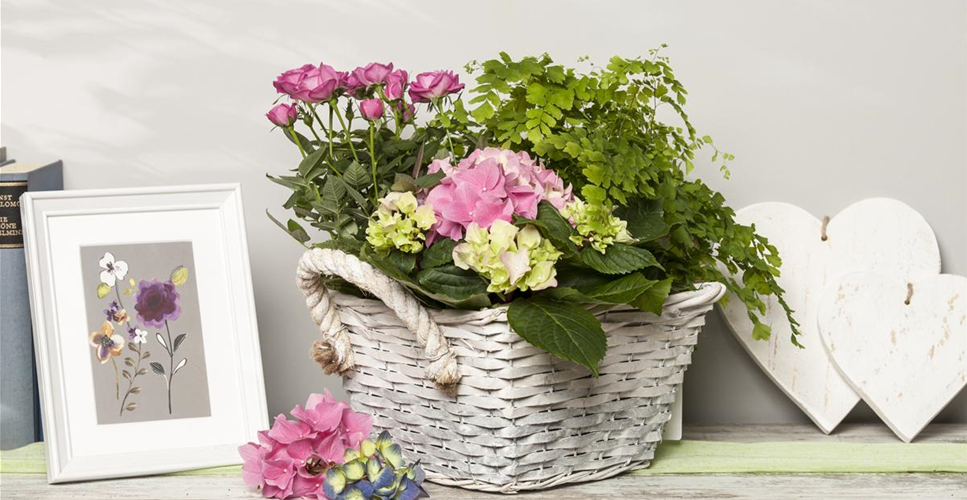 DIE BELIEBTESTEN ZIMMERPFLANZEN