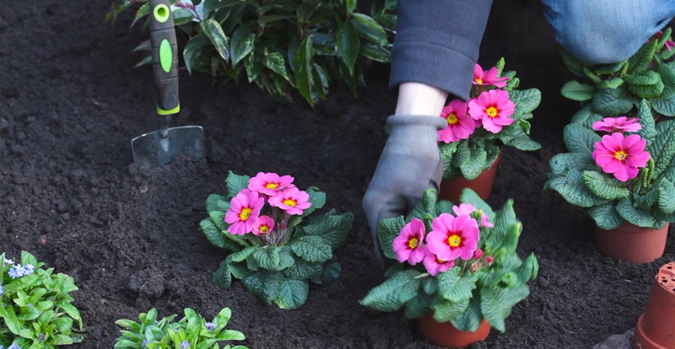 PRIMELN - EINPFLANZEN IM GARTEN