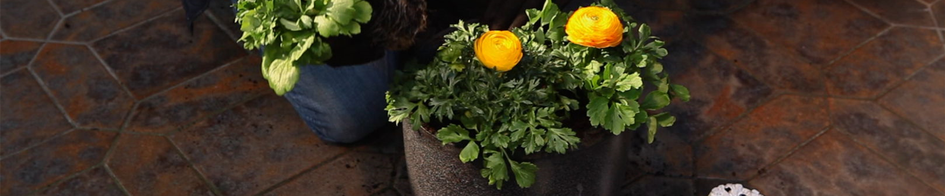 Ranunkeln - Einpflanzen in ein Gefäß (4)