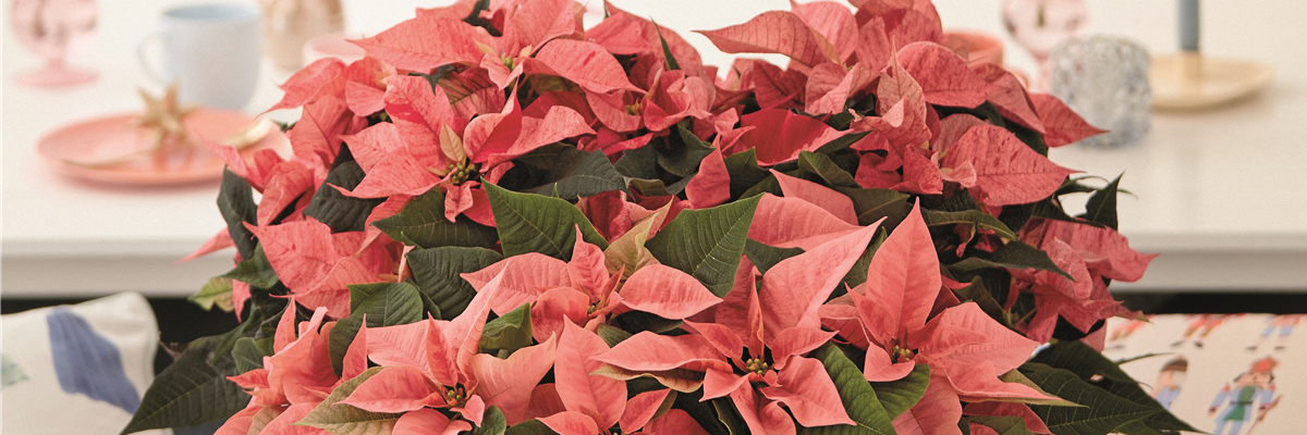 KLASSISCHE WEIHNACHTEN!