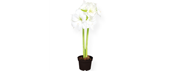 SCHöNE SCHLICHTHEIT!