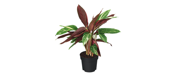 IM GLANZ DER ELEGANZ!