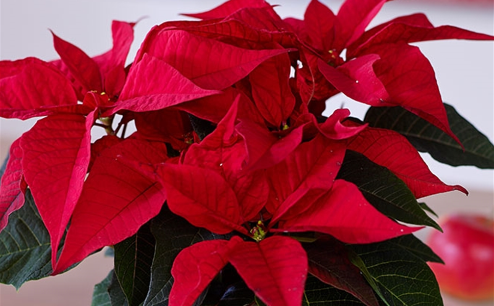 Festliche Deko shoppen! - ADVENTSAUSSTELLUNG