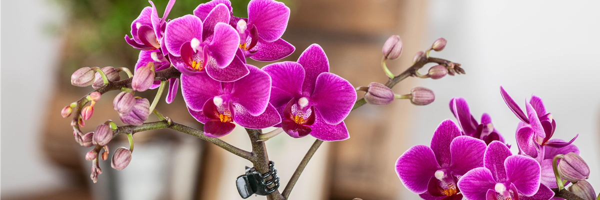 Pflanze des Monats Januar: Orchidee