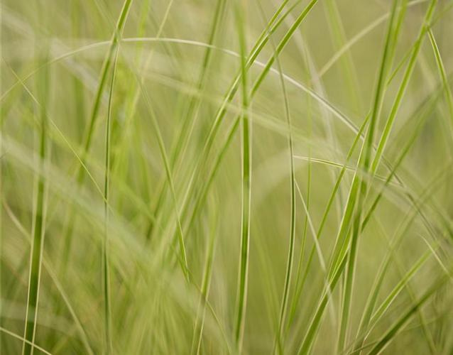 WIE GRäSER DEN GARTEN AUFWERTEN!