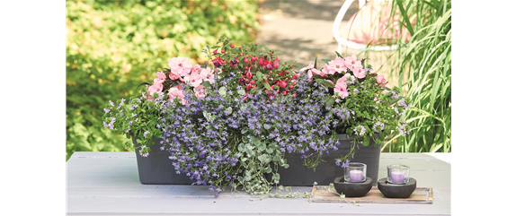 SOMMER PFLANZEN!