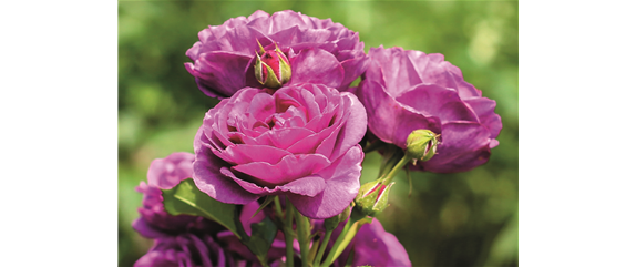 ELEGANTER ROSENGARTEN! 