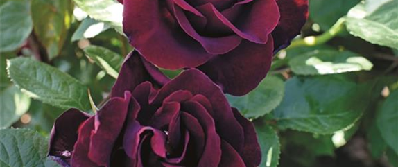 ELEGANTER ROSENGARTEN! 