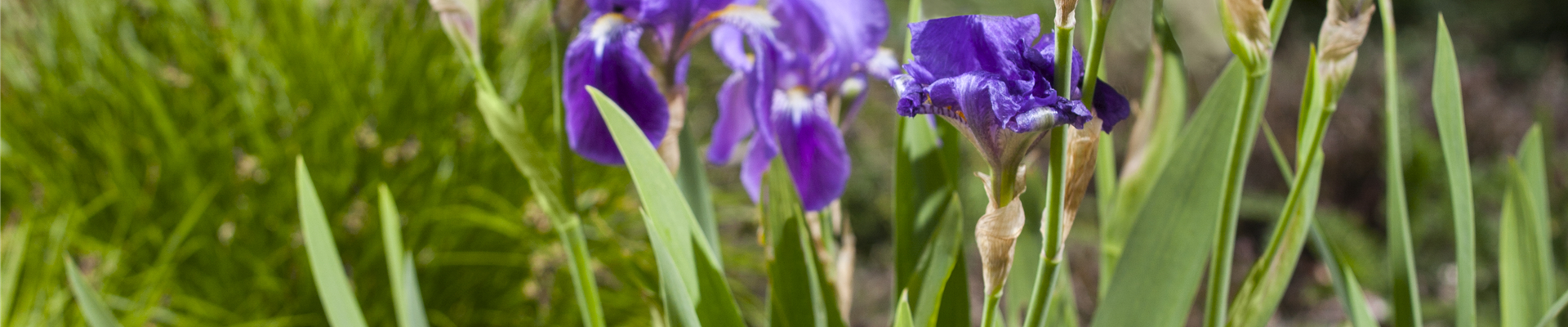 Iris x germanica 'Alfred'