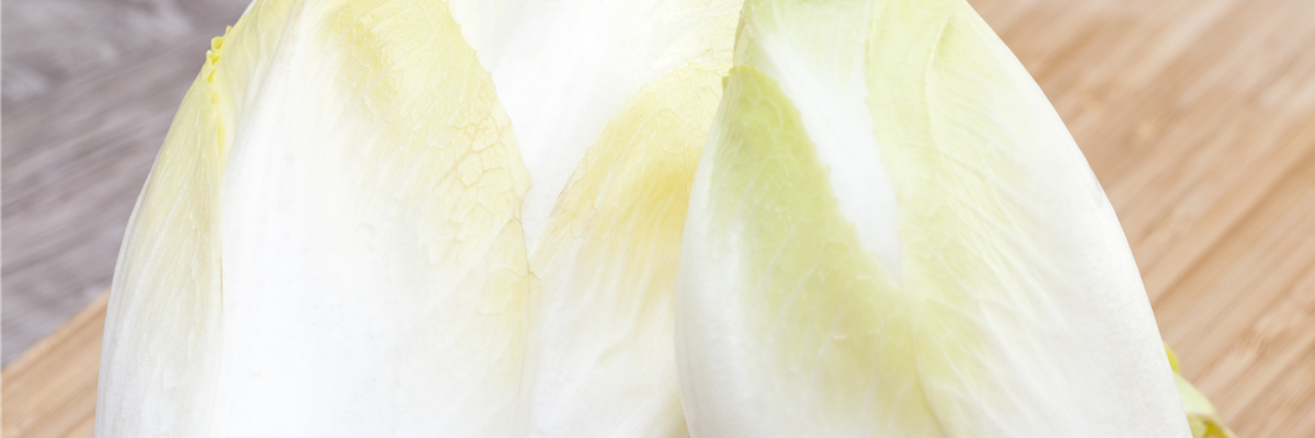 Cichorium intybus var. foliosum