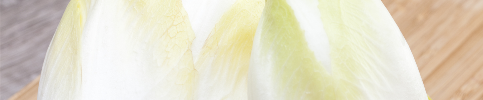 Cichorium intybus var. foliosum